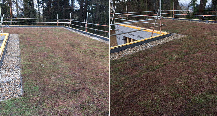 Beechgrove green roof 2